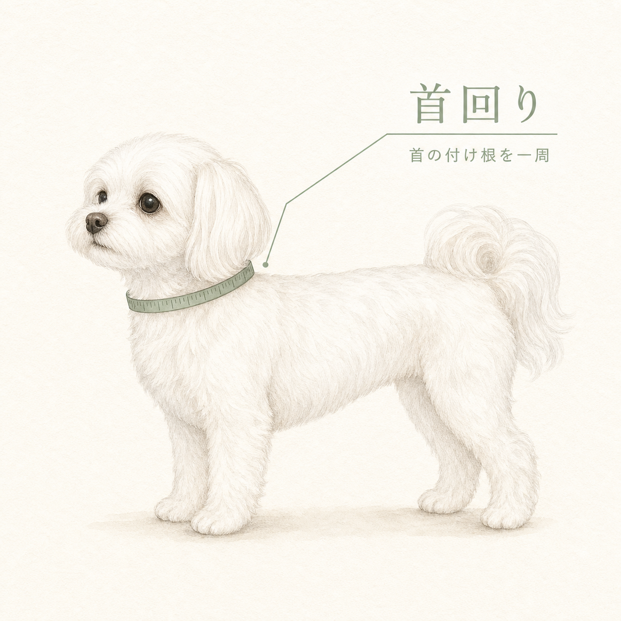 首の付け根にメジャーを回し、首回りを測る白い小型犬のイラスト